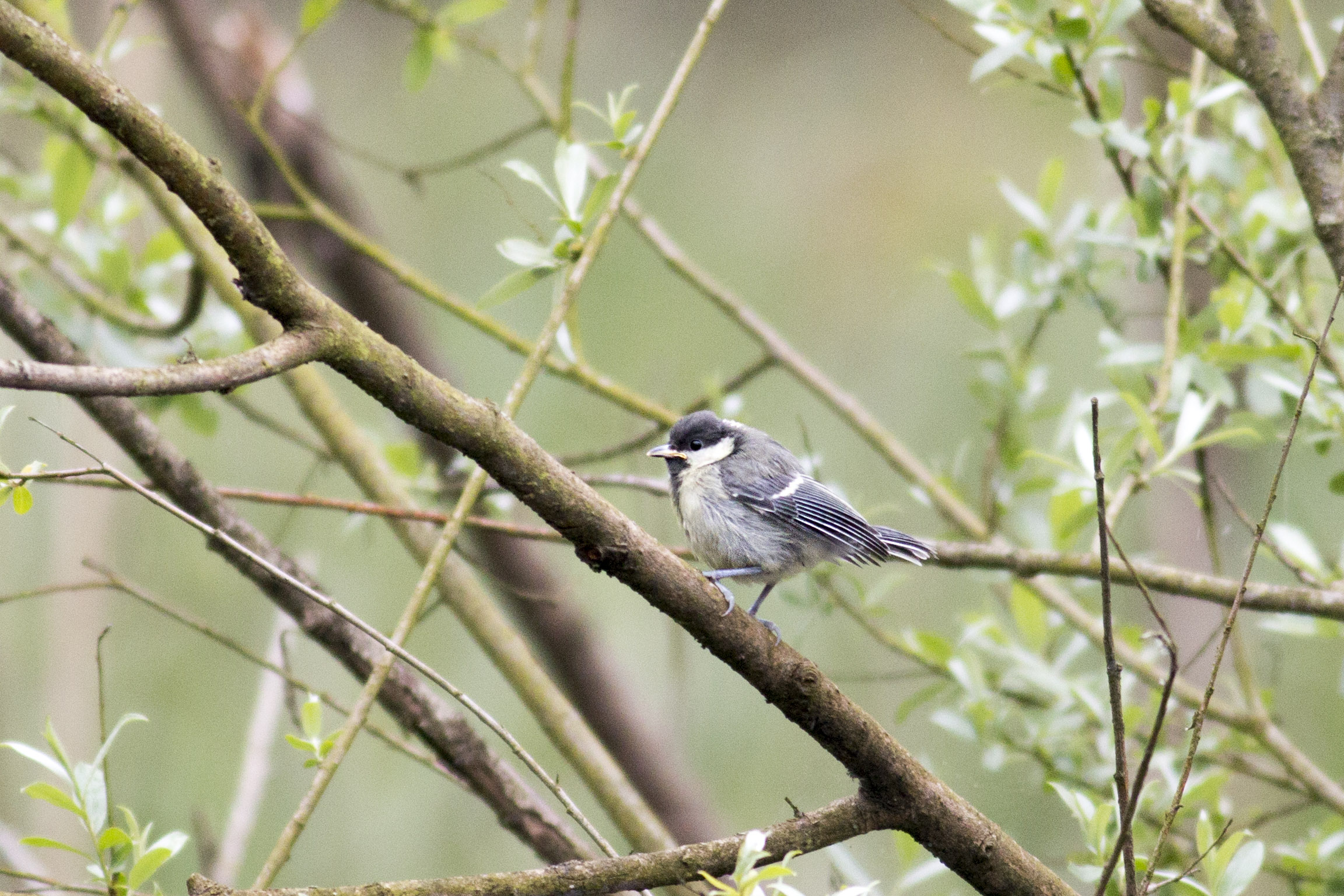 Coal Tit